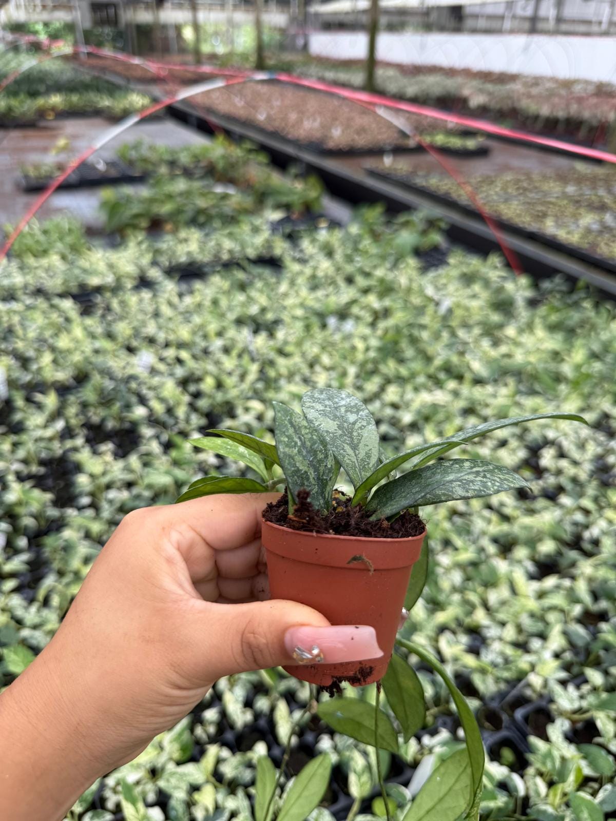 Hoya Crassipetiolata Splash